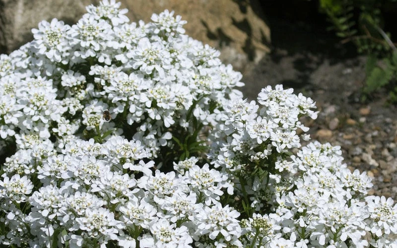 Snow Cone Candytuft (Iberis Sempervirens) - 5 Pack Of Quart Pots 4 Snow Cone Candytuft (Iberis Sempervirens) - 5 Pack Of Quart Pots - Image 4