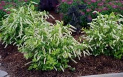 Scentlandia Sweetspire (Itea Virginica) - 3 Gallon Pot -Garden Care itea virginica scentlandia virginia sweetspire 5