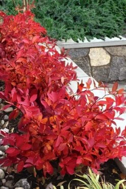 Scentlandia Sweetspire (Itea Virginica) - 3 Gallon Pot -Garden Care itea virginica scentlandia virginia sweetspire 7