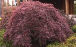 Crimson Queen Dwarf Japanese Maple (High Graft Tree Form) - 1 Gallon Pot -Garden Care ja panese Maple Crimson Queen 50