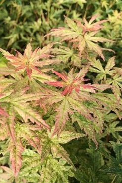 Radiant Variegated Japanese Maple - 3 Gallon Pot -Garden Care japanese Maple Radiant 7