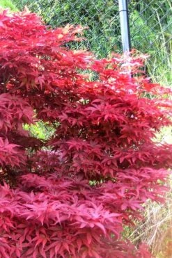 Fireglow Red Leaf Japanese Maple - 5 Gallon Pot (3-4') -Garden Care japanese maple fireglow 11 2