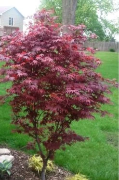 Fireglow Red Leaf Japanese Maple - 5 Gallon Pot (4.5-5.5') -Garden Care japanese maple fireglow 12