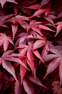 Fireglow Red Leaf Japanese Maple - 5 Gallon Pot (3-4')