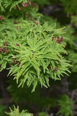Lions Head Japanese Maple - Acer Palmatum 'Shishigashira' - 1 Gallon Pot -Garden Care japanese maple lions head shishigashira 1 1