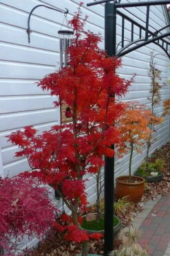 Lions Head Japanese Maple - Acer Palmatum 'Shishigashira' - 5 Gallon Pot -Garden Care japanese maple lions head shishigashira 3