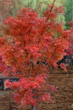 Lions Head Japanese Maple - Acer Palmatum 'Shishigashira' - 1 Gallon Pot -Garden Care japanese maple lions head shishigashira 4 1