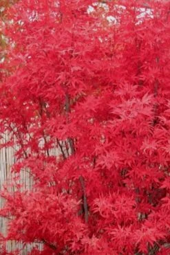 Skeeter's Broom Japanese Maple - 1 Gallon Pot -Garden Care japanese maple skeeters broom 7