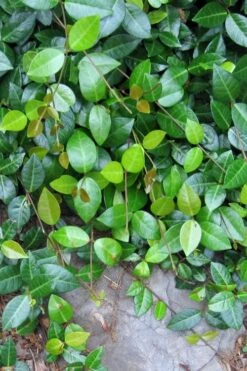 Asian Jasmine - Asiatic Jasmine - 6 Pack Of Pint Pots -Garden Care jasmine asian 10