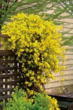 Carolina Yellow Jasmine (Jessamine) Gelsemium Sempervirens - 3 Gallon Pot -Garden Care jasmine carolina 21