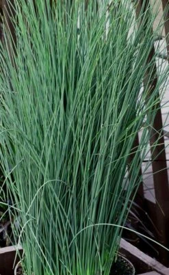 Blue Dart Rush (Juncus) - 10 Pack Of Quart Pots -Garden Care juncus blue dart rush 3