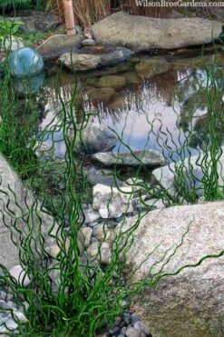 Big Twister Giant Corkscrew Rush (Juncus Effusus) - 1 Gallon Pot 10 Big Twister Giant Corkscrew Rush (Juncus Effusus) - 1 Gallon Pot -Garden Care juncus effusus big twister 100