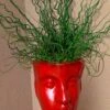 Big Twister Giant Corkscrew Rush (Juncus Effusus) - 1 Gallon Pot