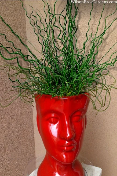 Big Twister Giant Corkscrew Rush (Juncus Effusus) - 1 Gallon Pot 1 Big Twister Giant Corkscrew Rush (Juncus Effusus) - 1 Gallon Pot