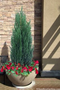 Blue Point Juniper - 1 Gallon Pot -Garden Care juniper blue point 21