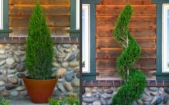 Spartan Juniper - 3 Gallon Pot 11 Spartan Juniper - 3 Gallon Pot -Garden Care juniper20spartan202