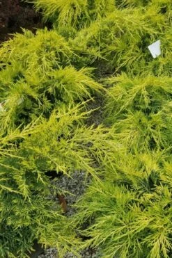 Gold Lace Juniper - 6 Pack Of 1 Gallon Pot 9 Gold Lace Juniper - 6 Pack Of 1 Gallon Pot -Garden Care juniperus chinensis gold lace juniper 2