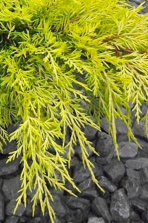 Gold Lace Juniper - 6 Pack Of 1 Gallon Pot 4 Gold Lace Juniper - 6 Pack Of 1 Gallon Pot - Image 4