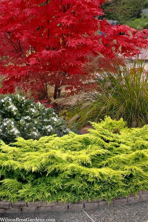 Gold Lace Juniper - 6 Pack Of 1 Gallon Pot 1 Gold Lace Juniper - 6 Pack Of 1 Gallon Pot