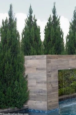 Spartan Juniper - 3 Gallon Pot 10 Spartan Juniper - 3 Gallon Pot -Garden Care juniperus chinensis spartan columnar juniper 20