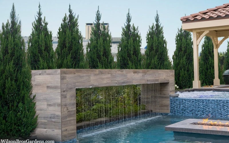 Spartan Juniper - 3 Gallon Pot 4 Spartan Juniper - 3 Gallon Pot - Image 4