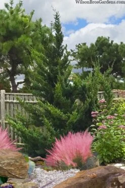 Hollywood Torulosa Juniper - 1 Gallon Pot -Garden Care juniperus chinensis torulosa hollywood 101