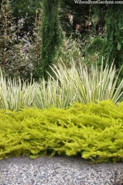 All Gold Golden Pacific Juniper - 6 Pack Of 1 Gallon Pots 15 All Gold Golden Pacific Juniper - 6 Pack Of 1 Gallon Pots -Garden Care juniperus conferta all gold pacific shore juniper 20