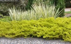 All Gold Golden Pacific Juniper - 6 Pack Of 1 Gallon Pots 11 All Gold Golden Pacific Juniper - 6 Pack Of 1 Gallon Pots -Garden Care juniperus conferta all gold pacific shore juniper 21 1