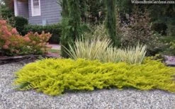 All Gold Golden Pacific Juniper - 6 Pack Of 1 Gallon Pots 12 All Gold Golden Pacific Juniper - 6 Pack Of 1 Gallon Pots -Garden Care juniperus conferta all gold pacific shore juniper 22 1