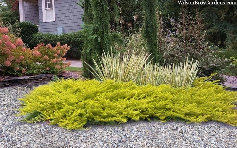 All Gold Golden Pacific Juniper - 6 Pack Of 1 Gallon Pots 5 All Gold Golden Pacific Juniper - 6 Pack Of 1 Gallon Pots - Image 5