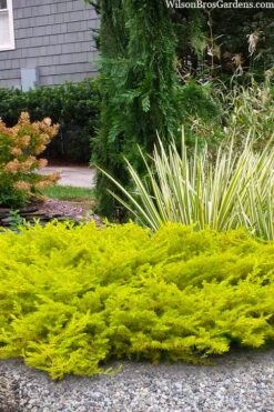 All Gold Golden Pacific Juniper - 6 Pack Of 1 Gallon Pots