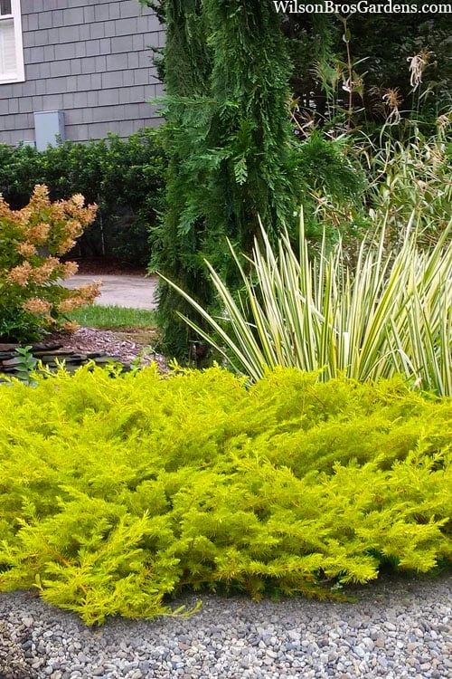 All Gold Golden Pacific Juniper - 6 Pack Of 1 Gallon Pots 1 All Gold Golden Pacific Juniper - 6 Pack Of 1 Gallon Pots