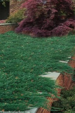 Blue Rug Juniper - 1 Gallon Pot