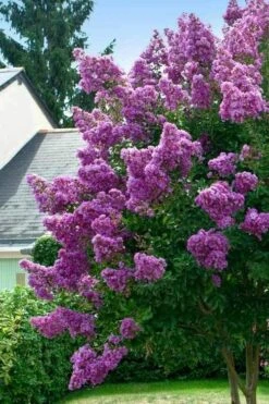 Twilight Purple Crape Myrtle - 7 Gallon Pot (5-6') -Garden Care lagerstroemia indica twilight purple crape myrtle tree 1 1