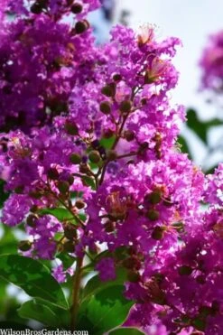 Twilight Purple Crape Myrtle - 7 Gallon Pot (4-5') -Garden Care lagerstroemia indica twilight purple crape myrtle tree 102