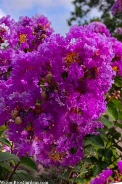 Twilight Purple Crape Myrtle - 7 Gallon Pot (5-6') -Garden Care lagerstroemia indica twilight purple crape myrtle tree 103 1