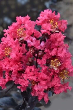 Midnight Magic Crape Myrtle (Multi Trunk) - 7 Gallon Pot -Garden Care lagerstroemia midnight magic crape myrtle 12