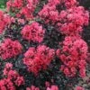 Midnight Magic Crape Myrtle (Multi Trunk) - 7 Gallon Pot