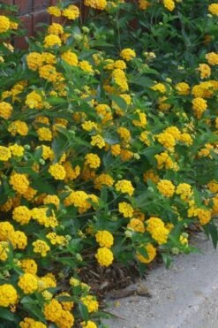 New Gold Hardy Lantana - 1 Gallon Pot 9 New Gold Hardy Lantana - 1 Gallon Pot -Garden Care lantana new gold 10