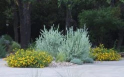 New Gold Hardy Lantana - 1 Gallon Pot 10 New Gold Hardy Lantana - 1 Gallon Pot -Garden Care lantana new gold 11