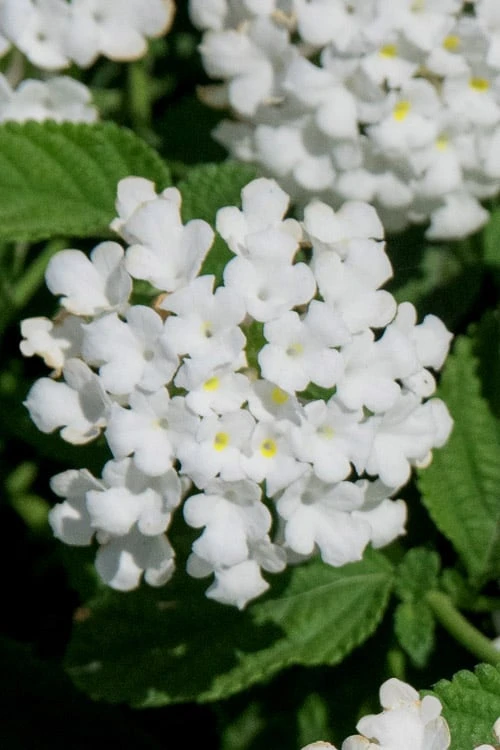 Trailing White Lantana - 5 Pack Of Pint Pots 4 Trailing White Lantana - 5 Pack Of Pint Pots - Image 4