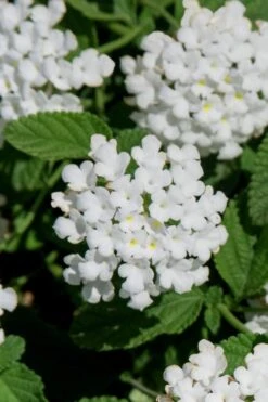 Trailing White Lantana - 5 Pack Of Pint Pots 12 Trailing White Lantana - 5 Pack Of Pint Pots -Garden Care lantana trailing white 8