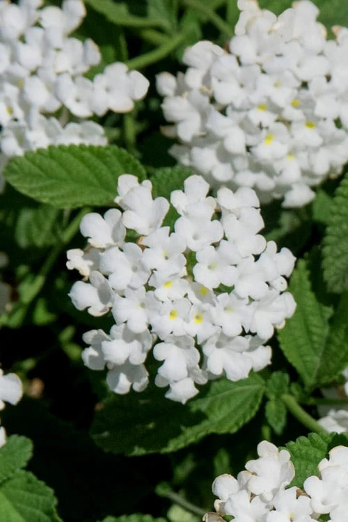 Trailing White Lantana - 5 Pack Of Pint Pots 5 Trailing White Lantana - 5 Pack Of Pint Pots - Image 5