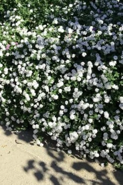 Trailing White Lantana - 5 Pack Of Pint Pots 15 Trailing White Lantana - 5 Pack Of Pint Pots -Garden Care lantana trailing white 9