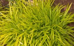 Gold Ingot Liriope (Golden Lilyturf) - 6 Pack Of 1 Gallon Pots 11 Gold Ingot Liriope (Golden Lilyturf) - 6 Pack Of 1 Gallon Pots -Garden Care liriope muscari peedee ingot golden lilyturf 3