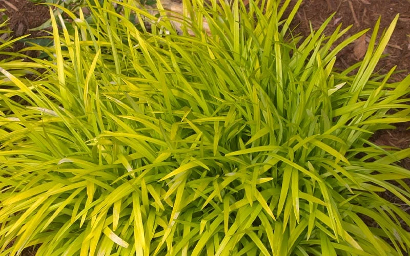Gold Ingot Liriope (Golden Lilyturf) - 6 Pack Of 1 Gallon Pots 6 Gold Ingot Liriope (Golden Lilyturf) - 6 Pack Of 1 Gallon Pots - Image 6