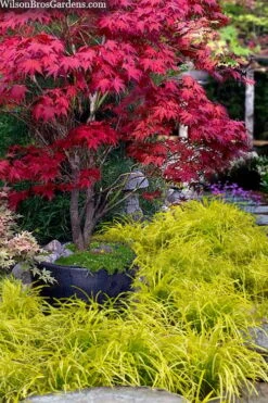 Gold Ingot Liriope (Golden Lilyturf) - 6 Pack Of 1 Gallon Pots 9 Gold Ingot Liriope (Golden Lilyturf) - 6 Pack Of 1 Gallon Pots -Garden Care liriope muscari peedee ingot golden lilyturf 5