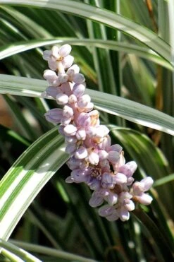 Silver Dragon Liriope - Lilyturf - 18 Count Flats Of Pint Pots 12 Silver Dragon Liriope - Lilyturf - 18 Count Flats Of Pint Pots -Garden Care liriope spicata silver dragon lilyturf 102