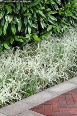 Silver Dragon Liriope - Lilyturf - 18 Count Flats Of Pint Pots 11 Silver Dragon Liriope - Lilyturf - 18 Count Flats Of Pint Pots -Garden Care liriope spicata silver dragon lilyturf 106