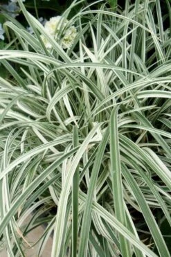 Silver Dragon Liriope - Lilyturf - 18 Count Flats Of Pint Pots